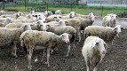 Hundreds of thousands of animals have been killed and livestock farmers are being ruined as a result of the “production model” that promotes the interests of capitalists